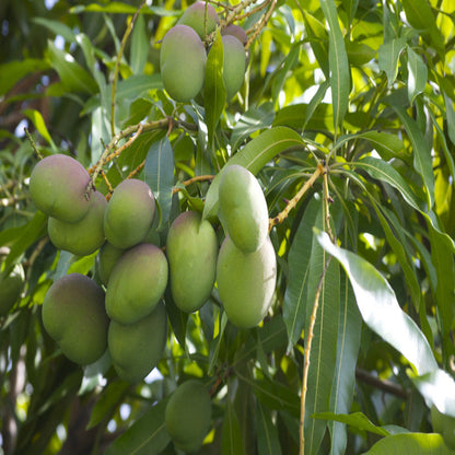 Neelam mango fruit plant