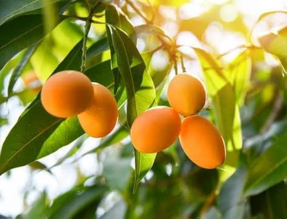 All seasons mango fruit plant