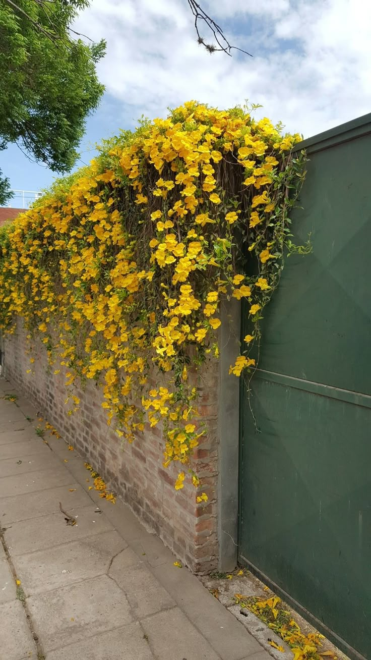 Outdoor plants creeper flowering vine