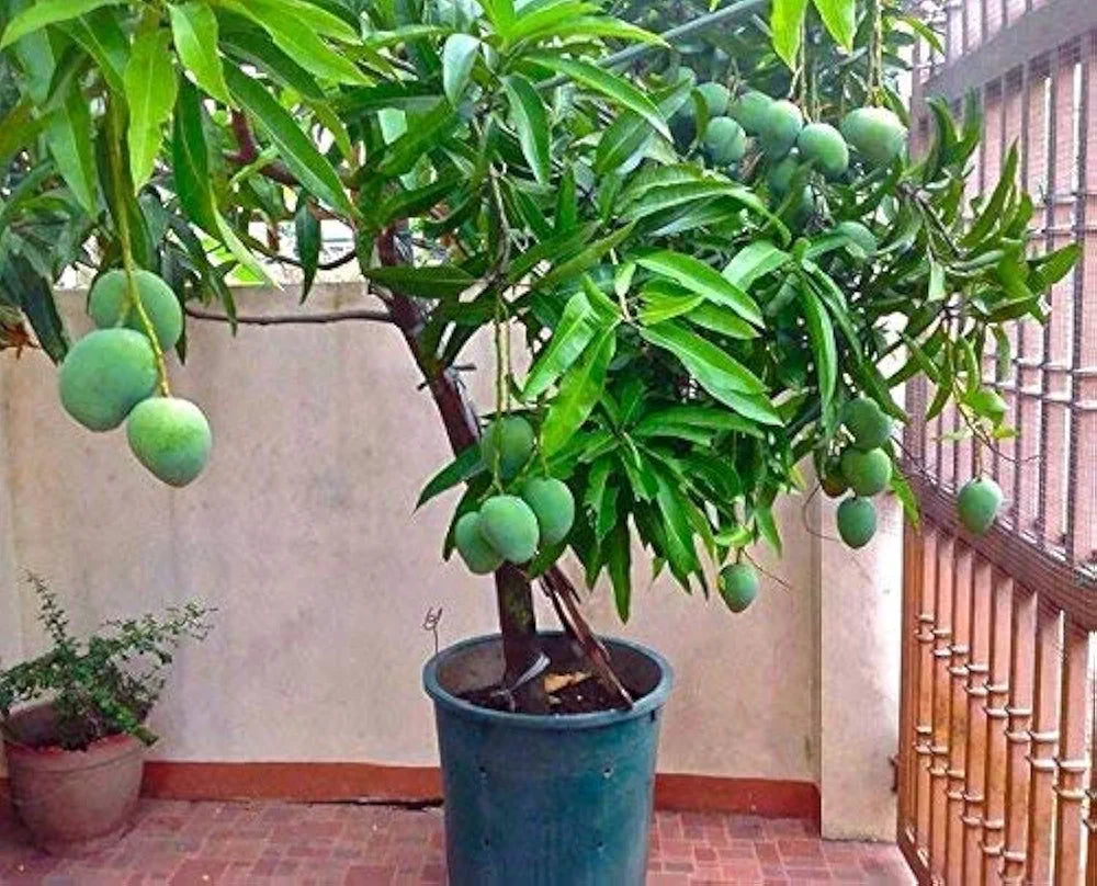 Moovandan Mango fruit plant