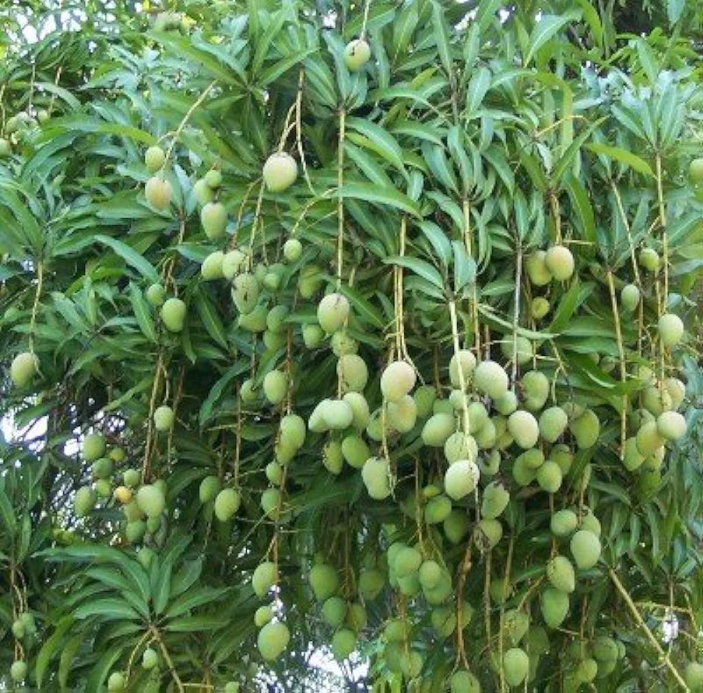 chandrakaran mango fruit plant