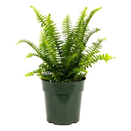 Kimberly fern