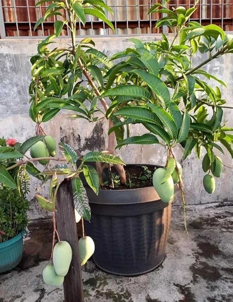 All seasons mango fruit plant