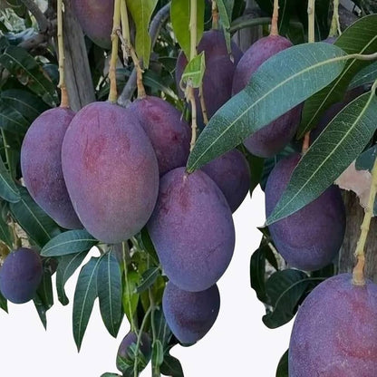 black stone mango fruit plant