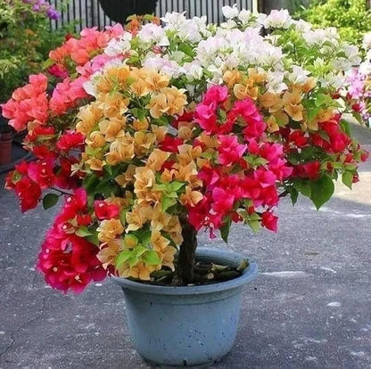 Bougainville bonsai multicolour real plant