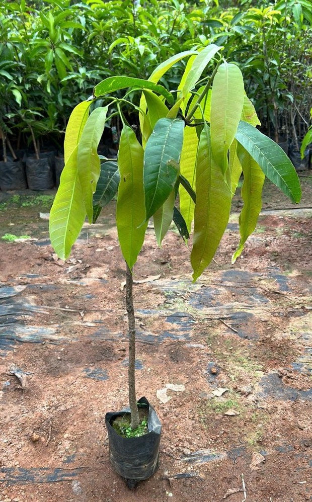 Alphonso mango fruit plant