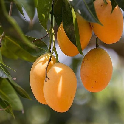 Alphonso mango fruit plant