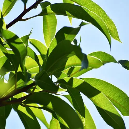 Amrapali Mango Plant – Grafted Mango Tree