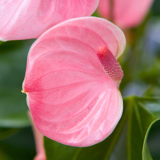 Anthurium Baby Pink Indoor/Outdoor Live Plant