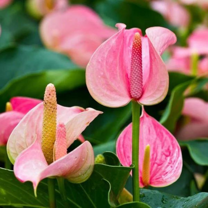 Anthurium Baby Pink Indoor/Outdoor Live Plant