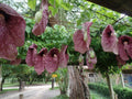 Aristolochia Gigantea Plant | Giant Dutchman’s Pipe Creeper