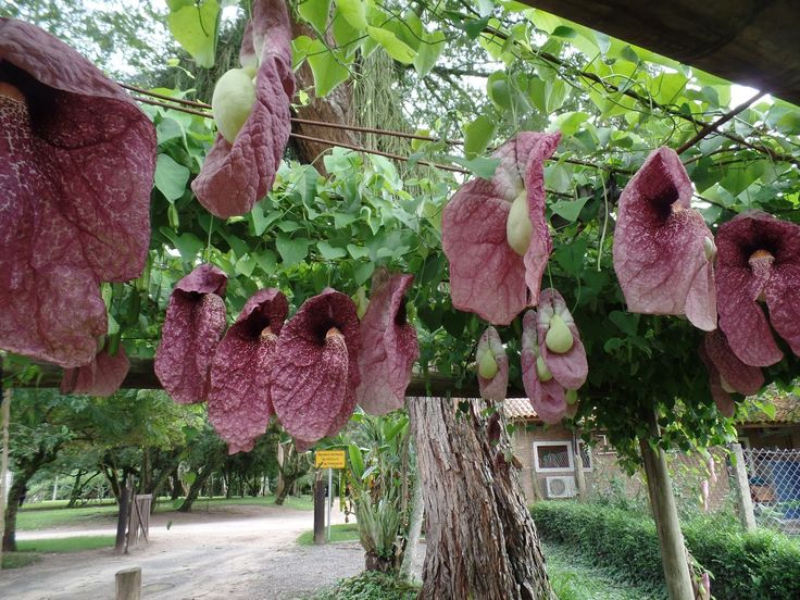 Aristalochia gigantia plant