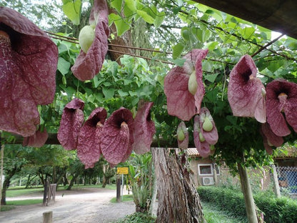 Aristalochia gigantia plant