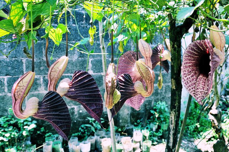 Aristalochia ringens plant (flowering creeper)