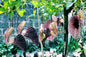 Aristalochia ringens plant (flowering creeper)