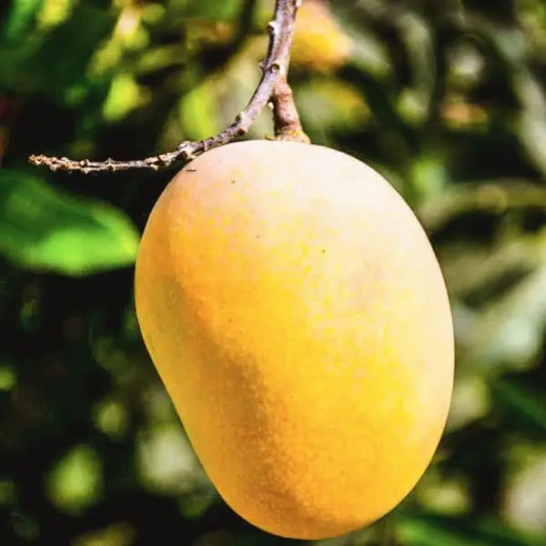 Badam Mango Plant