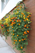 Black Eyed Susan Vine | Thunbergia Alata | Fast Growing Balcony Creeper