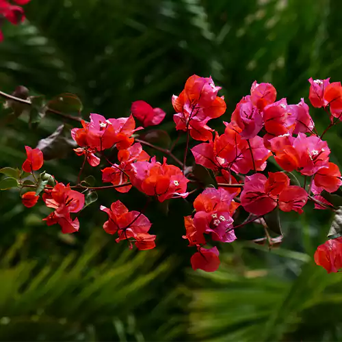 Bougainvillea Plant (Red)