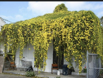 Outdoor plants creeper flowering vine