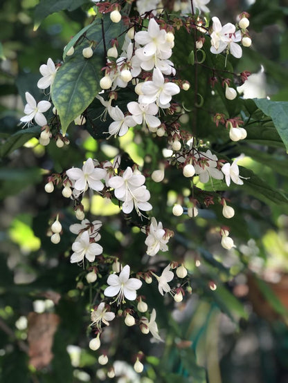 Light of Bulbs | Chains Of Glory | Wallich's Glorybower