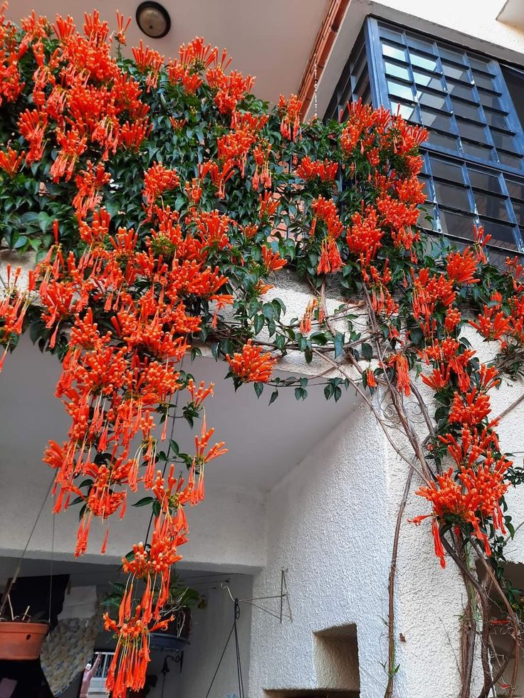 Outdoor plants creeper flowering vine