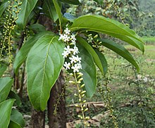 Parijatham Plant / Fiddlewood (Citharexylum spinosum) Flowering/Ornamental Live Plant (Home & Garden)