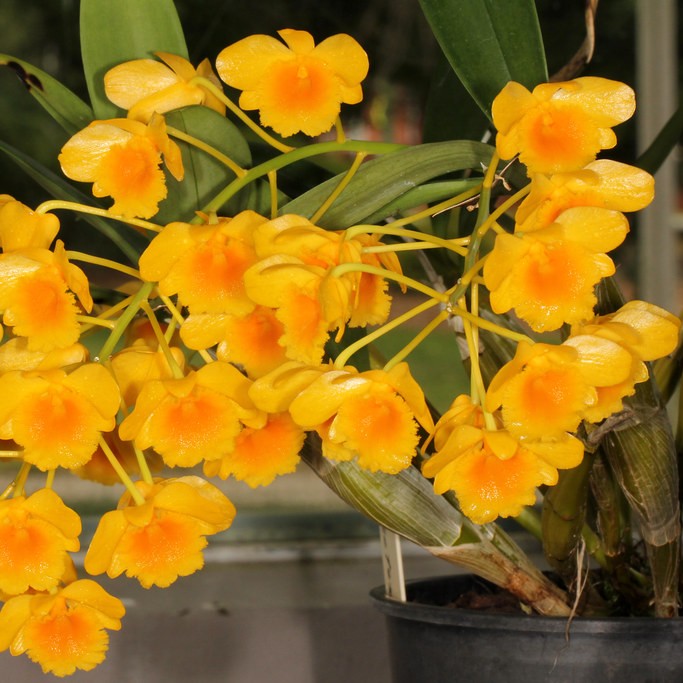 Dendrobium chrysotoxum (Golden Canary Orchid)
