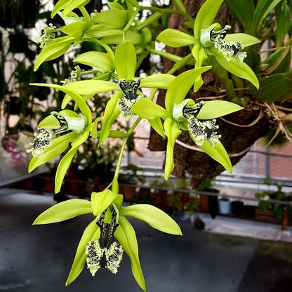 Dendrobium pandurata (Black Lip Orchid)