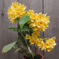 Dendrobium sulcatum (Golden Chain Orchid)