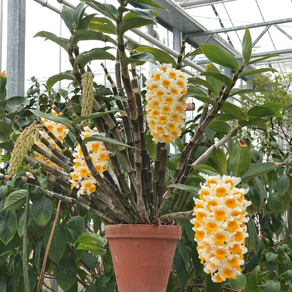 Dendrobium thyrsiflorum (Snowy Dendrobium)