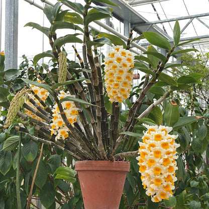 Dendrobium thyrsiflorum (Snowy Dendrobium)