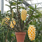 Dendrobium thyrsiflorum (Snowy Dendrobium)