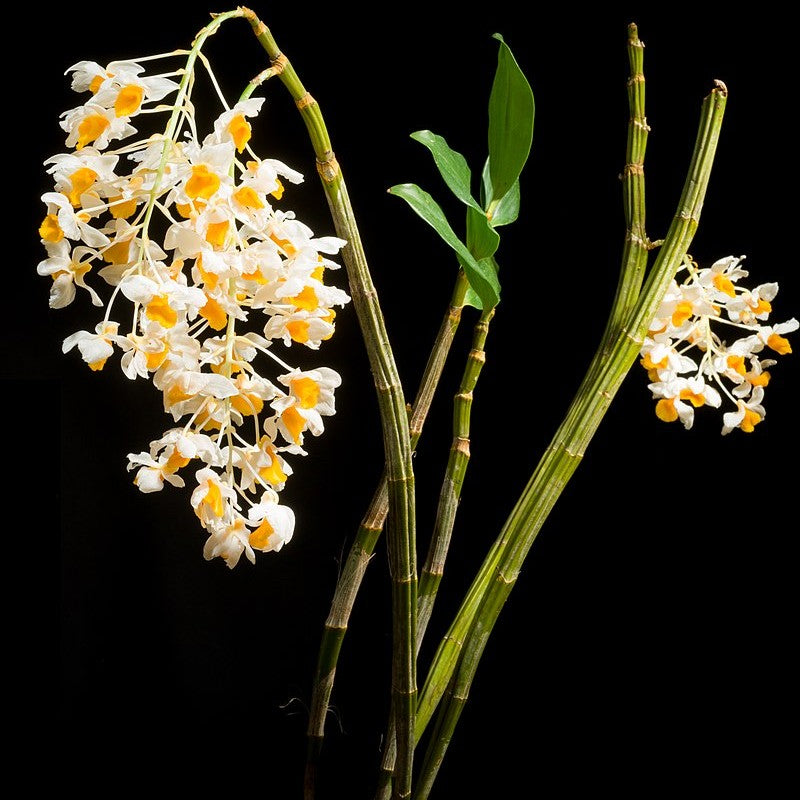 Dendrobium thyrsiflorum (Snowy Dendrobium)