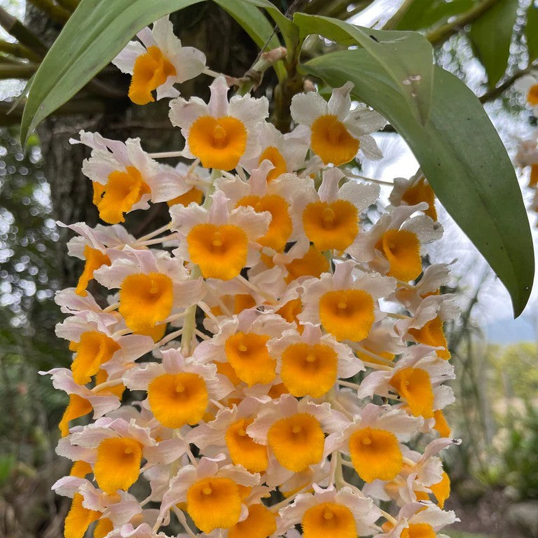 Dendrobium thyrsiflorum (Snowy Dendrobium)