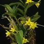 Dendrobium trigonopus (Triangle-Lip Dendrobium)