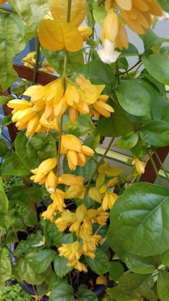 Golden Cascade Vine - Healthy Live Outdoor Plant | Ashiyana Store