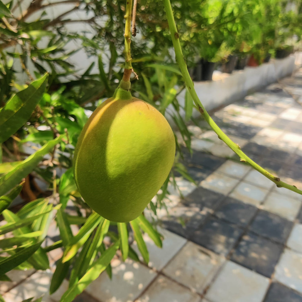 NaSik Prasanth mango fruit plant