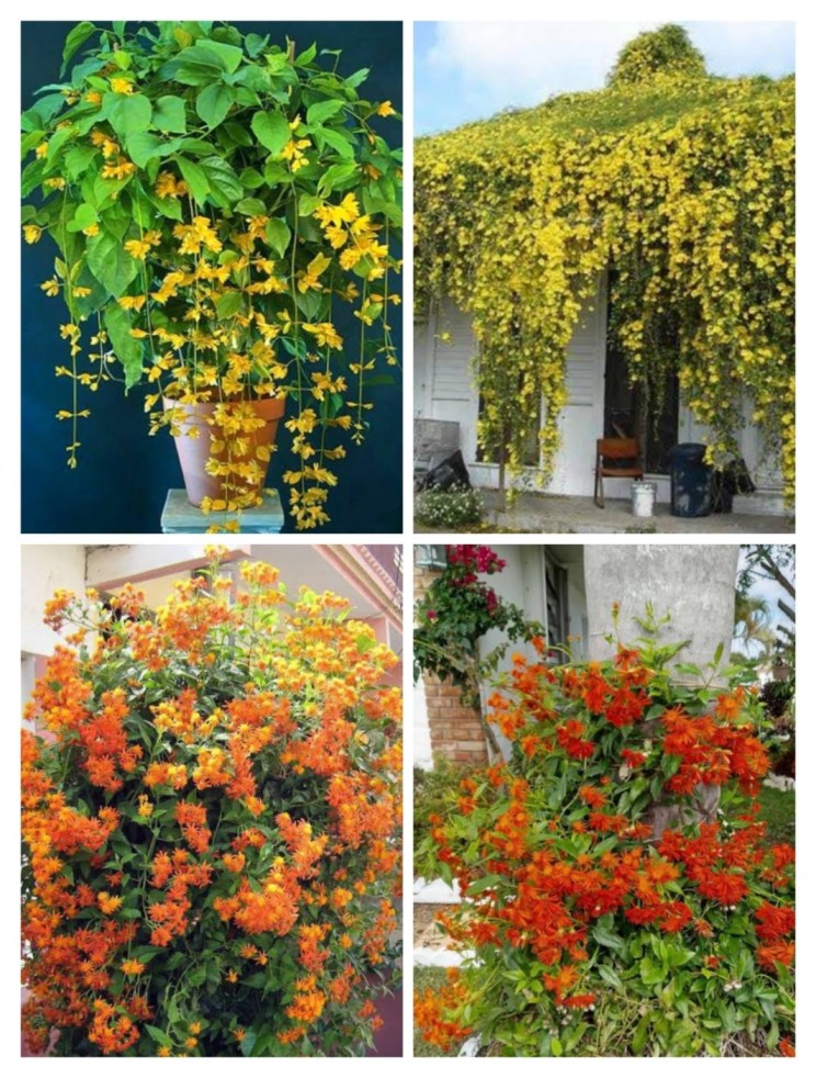 Outdoor plants (combo pack) creeper flowering vine