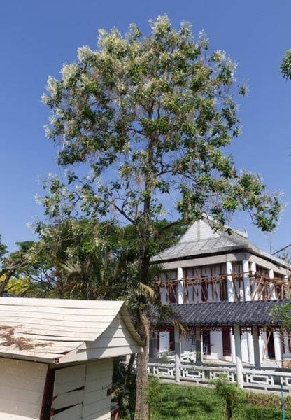 Cork flowering tree