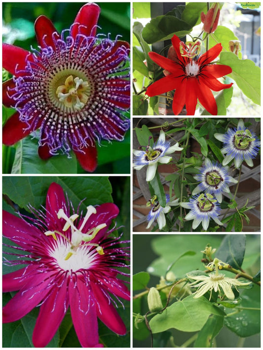 Rakhi Bel|5 colour| passion flower vine plant|Flower bel