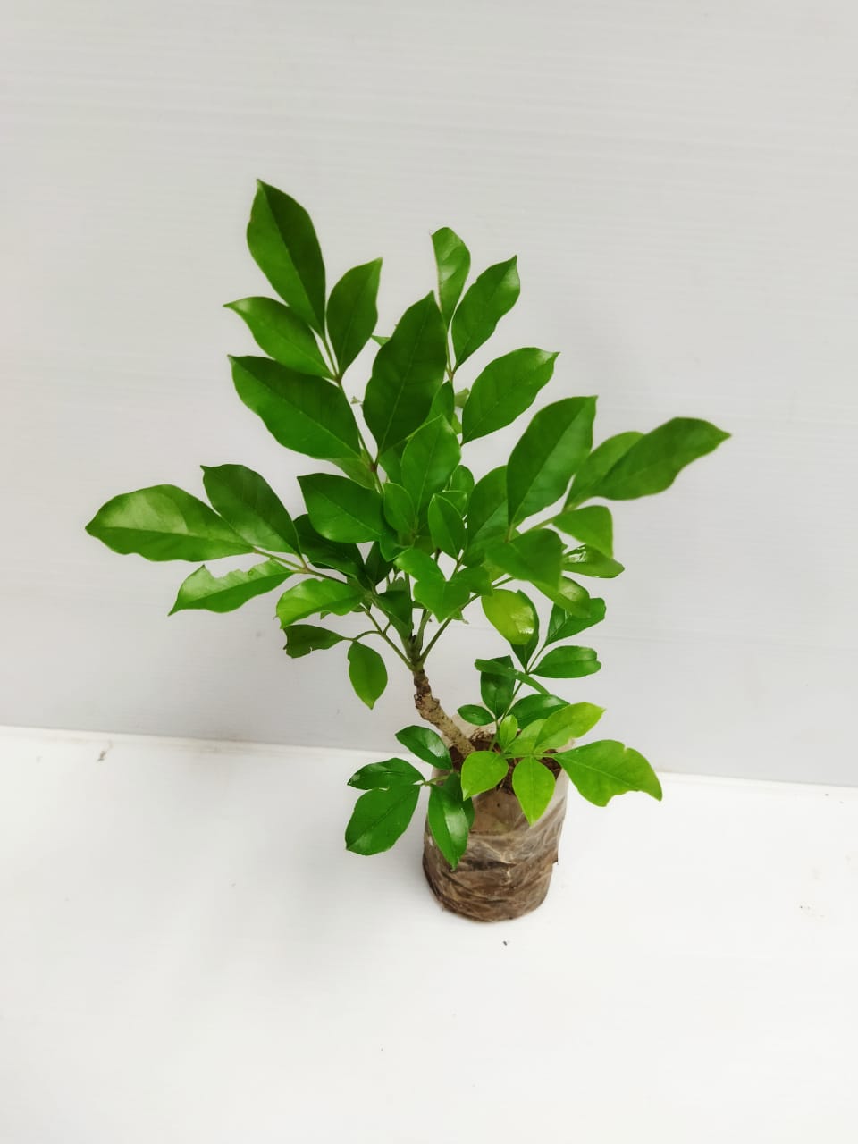 Chinese doll plant