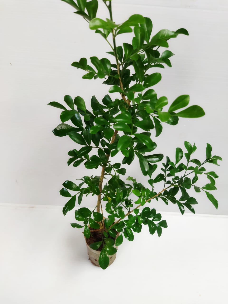 Murraya miniature plant