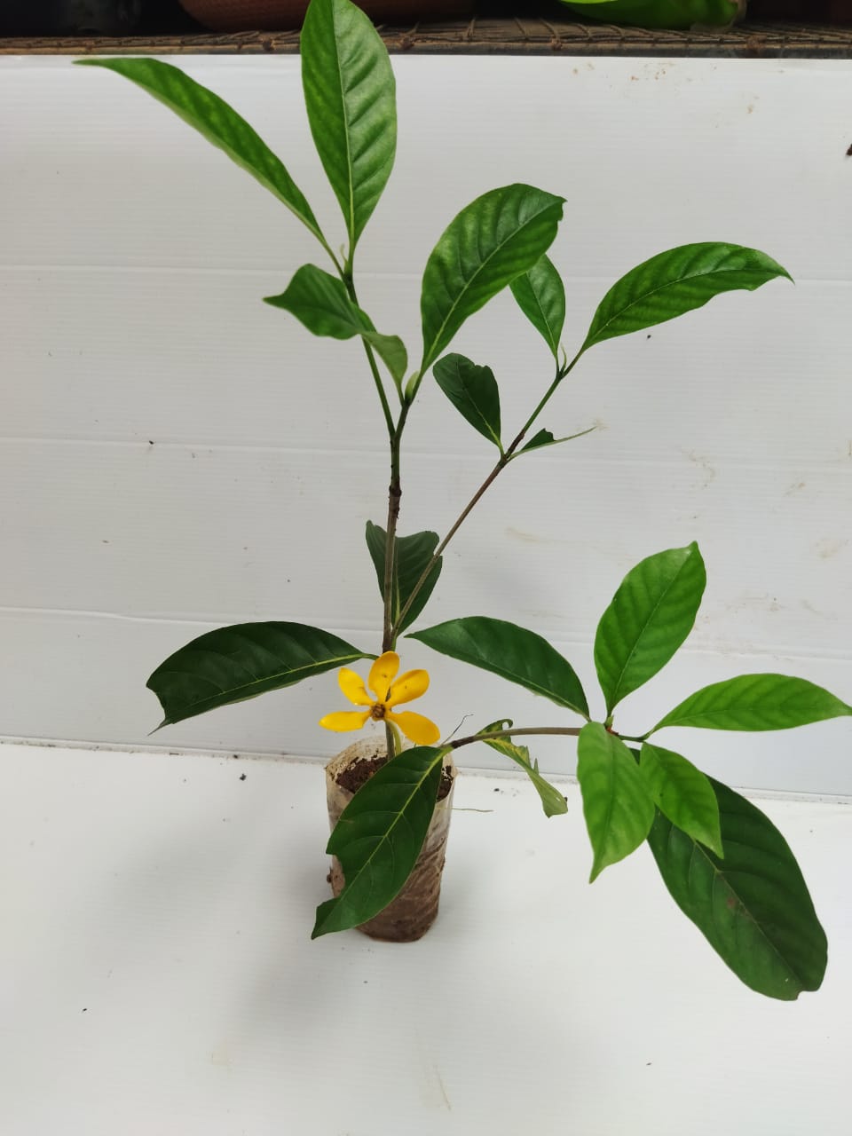 Yellow gardenia plant