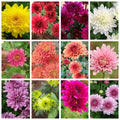Chrysanthemum (Guldaudi Plants) (combo 12 pcs)