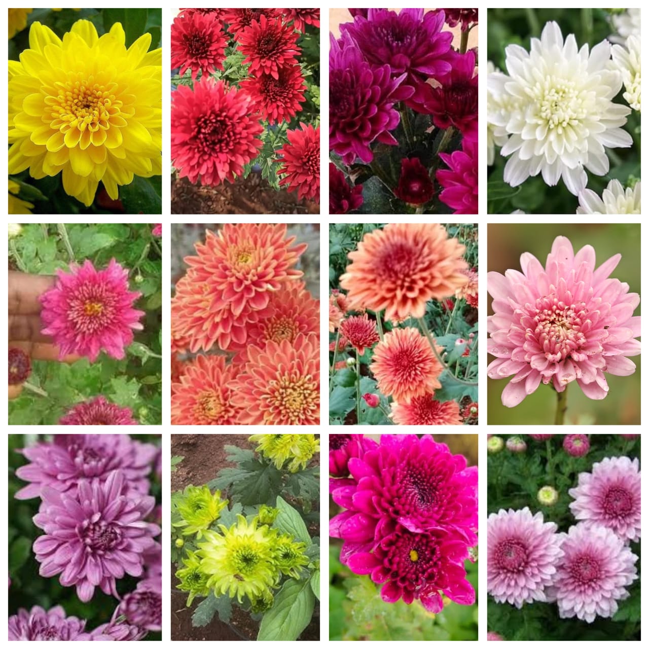 Chrysanthemum (Guldaudi Plants) (combo 12 pcs)