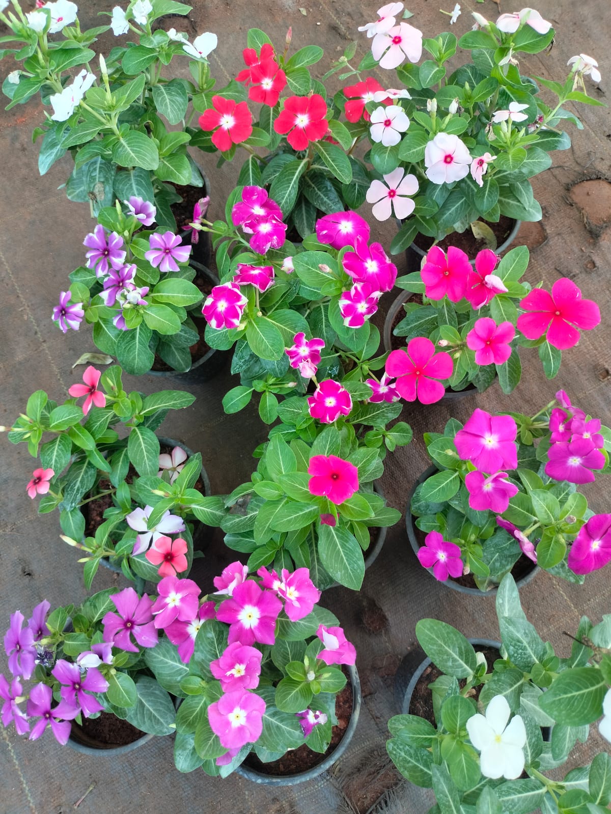 Vinca rose plant (combo 10 pcs)