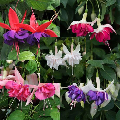 Fuschia dancing doll plant (Pack of 2)