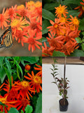 Mexican Flame Vine Premium | Orange Flowering Creeper | Ashiyana Store