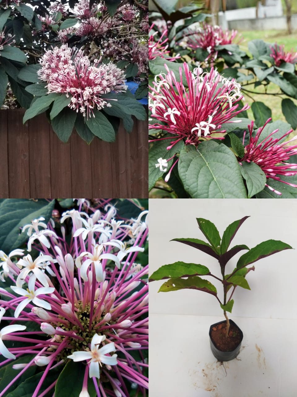 Clerodendrum shooting star Plant