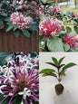Clerodendrum shooting star Plant